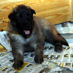 A.Gr.26.08.2008-3vk.kulta.5.jpg (146358 bytes)