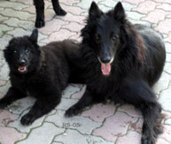 Aurora.RoseDiTorreDArese09.07.2005-Italy.1.jpg (21284 bytes)