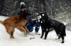 Frenchy21.12.2003-13v8kk2vk2pv.Venni.jpg (23624 bytes)