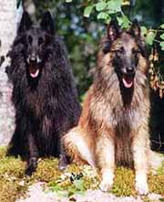 FrenchyHaloweenSummerCottage2000.2.JPG (17305 bytes)