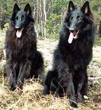 FrenchyRonyBoy21.04.1991.JPG (20101 bytes)