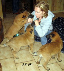 Hippie du Hameau St Blaise 29.03.2008-8wks3d.Kati.pups.jpg (137583 bytes)