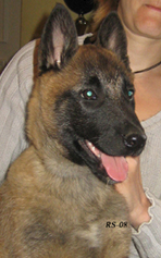 Hippie du Hameau St Blaise 29.03.2008-8wks3d.head.jpg (187461 bytes)