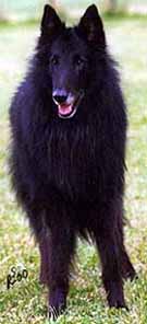 MystiquedesPerlesNoires2000.2.JPG (12817 bytes)