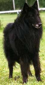 MystiquedesPerlesNoires2000.4.JPG (18224 bytes)