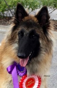 Olympia vom Lambertshügel 13.07.2013 - 9 kk. Luna. head.RS2.jpg (32025 bytes)