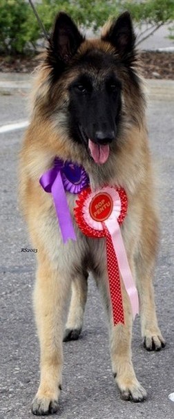 Olympia vom Lambertshügel 13.07.2013 - 9 kk. Luna.RS5.jpg (122302 bytes)