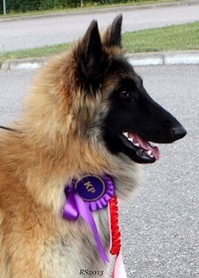 Olympia vom Lambertshügel 13.07.2013 - 9 kk.head,RS6.jpg (36678 bytes)