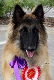 Olympia vom Lambertshügel 13.07.2013 - 9 kk.head.RS1.jpg (29415 bytes)