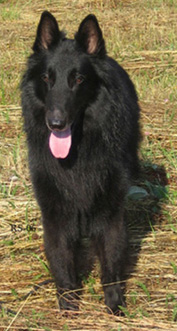 ScorpionDiTorreDArese12.08.2006-5v4kk.6.jpg (91284 bytes)