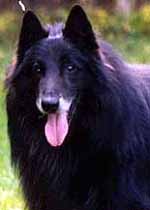 FrenchyDeLaDoucePlaine14.08.2002head-12y4mths.JPG (8533 bytes)