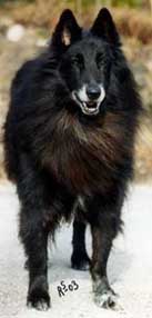 FrenchyDeLaDoucePlaine30.03.2003-13v.1.JPG (9839 bytes)