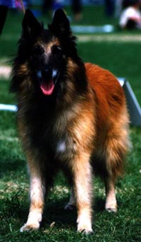 Haloween08.05.2004-11v11kk.jpg (22744 bytes)