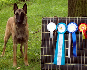 Hippie du Hameau St Blaise 23.08.2009 - 1v7kk.Hippie. BaltW-09. ROP.Cacib.1.jpg (203248 bytes)