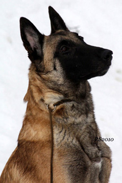 Hippie du Hameau St Blaise 27.2.2010 - 2v1kk.Hippie.head1.jpg (105086 bytes)