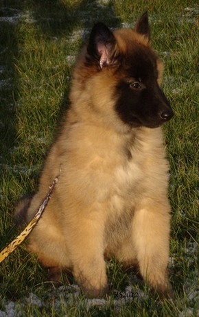 Olympia vom Lambershugel 12.12.2012 - 8vk1pv. Luna.RS6.jpg (83323 bytes)