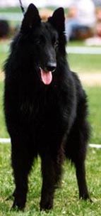 ScorpionDiTorreDArese8.05.2004-3v1kk.jpg (19131 bytes)