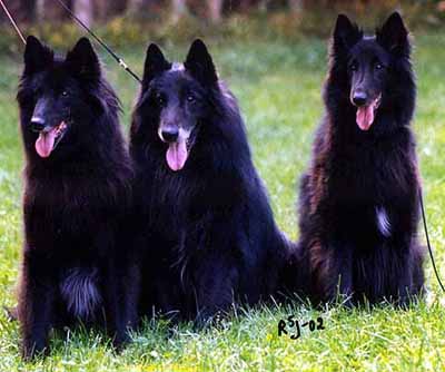 Zanett,Frenchy,B.M.CrazyBaby14.088.2002family.JPG (25754 bytes)