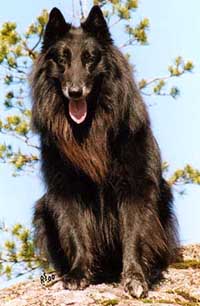 frenchy7.jpg (19119 bytes)