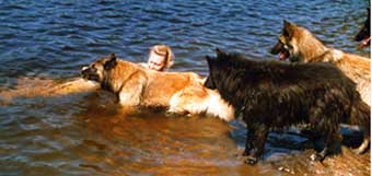 life3.jpg (119979 bytes)