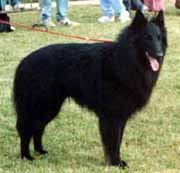 othiz2.jpg (12949 bytes)