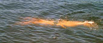 life11.jpg (56234 bytes)